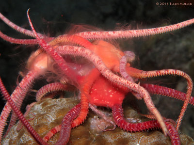 Spawning Brittle Stars