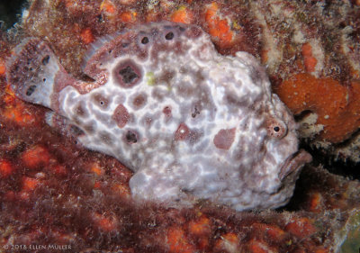 Frogfish