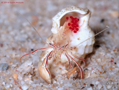 CS Hermit Crab with Eggs