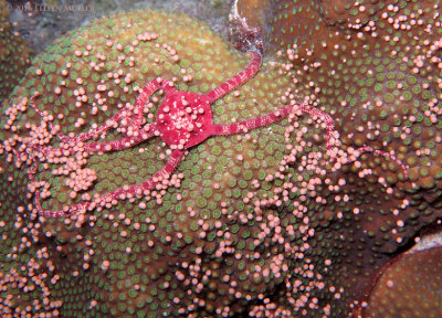 Brittle Star Heaven