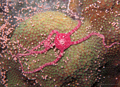 Star Coral Spawning