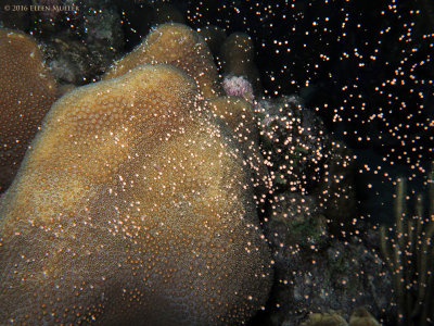 Star Coral Spawning