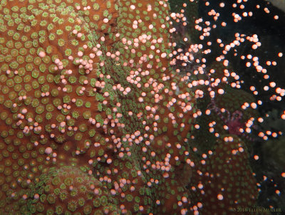 Star Coral Spawning