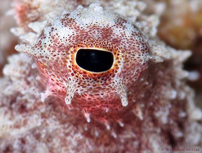 Octopus Eye