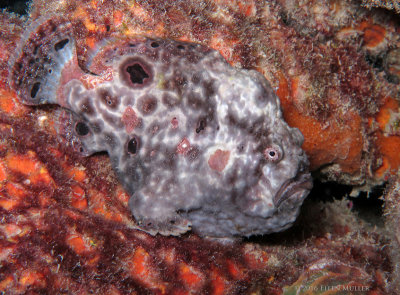 Frogfish