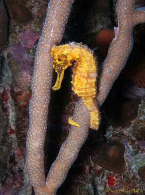 Yellow Seahorse