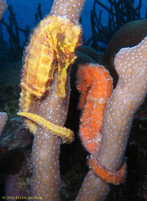 Seahorse Pair