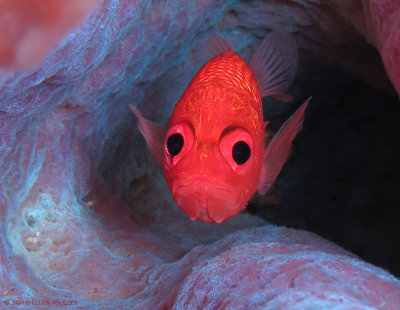 Cardinal Soldierfish
