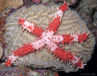 Studded Sea Star
