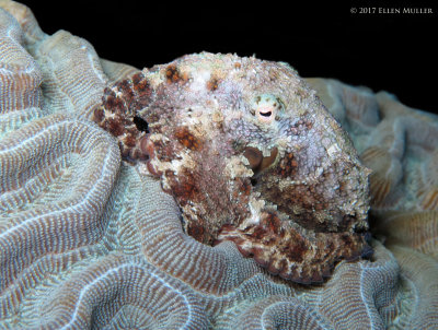 Octopus filosus