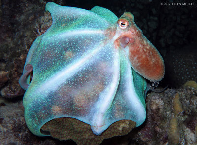 Octopus briareus