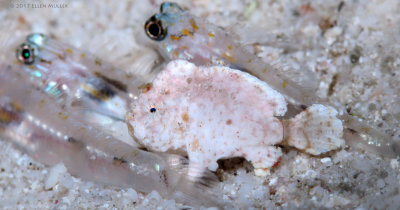 Dwarf Frogfish and Gobies 