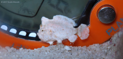 Dwarf Frogfish 