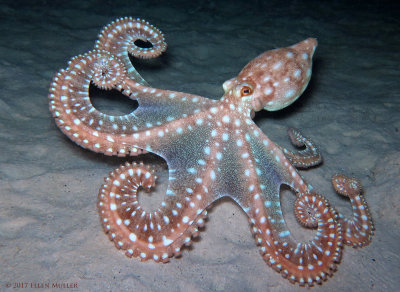 Octopus macropus