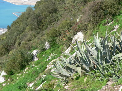 Gibraltar - (89).JPG