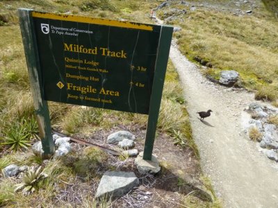 2016 Milford Track  - 273