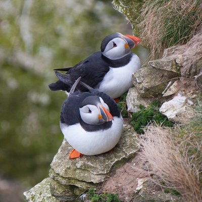 bempton_rspb
