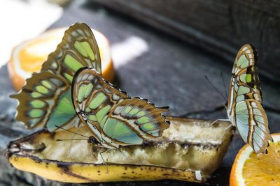 Butterflies On Fruit