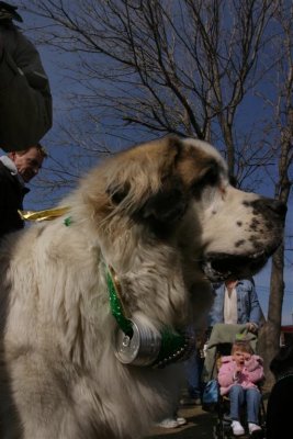 IMG_8409 (Large).JPG