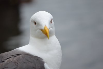 Slamvur