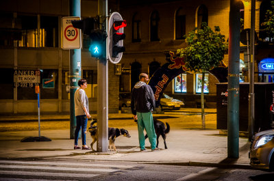 Antwerpen_Evening walk with dogs