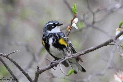 Yellow-rumped warbler (breeding plumage)