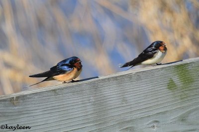 Barn swallow and Cliff swallow