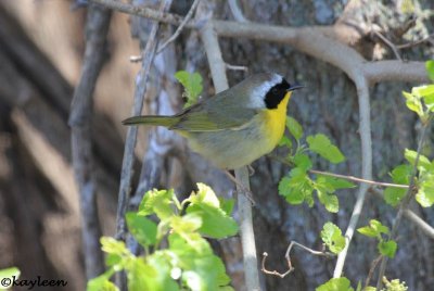 Common yellowthroat