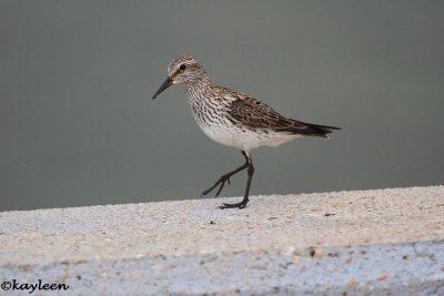 White-rumped sandpiper