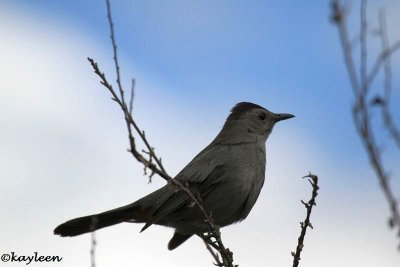 Gray catbird