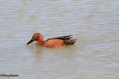 Cinnamon Teals