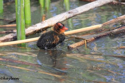 Coots