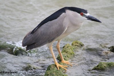 Black-crowned night-heron