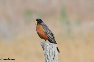 American robin