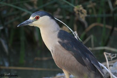 Black-crowned night-heron