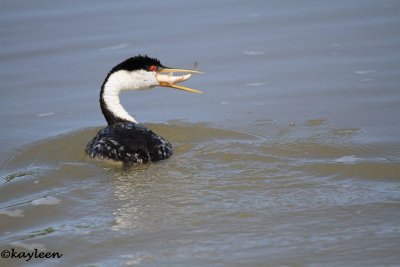 Western grebe