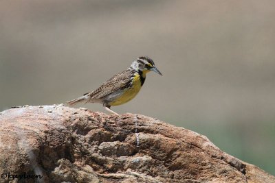 Western meadowlark