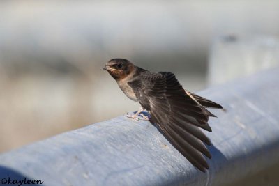Cliff swallow(immature)