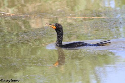 Double-crested cormorant