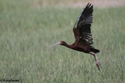 White-faced ibis