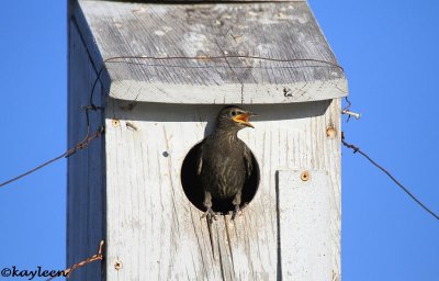 European starling(immature)