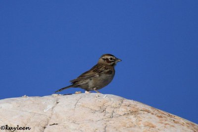 Lark sparrow