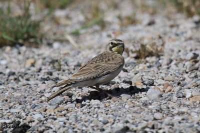 Horned Lark