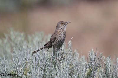 Sage thrasher