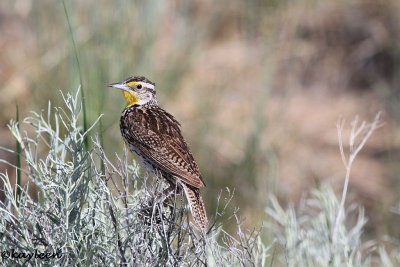 Western meadowlark