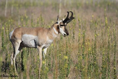 Pronghorn antelope