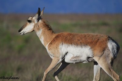 Pronghorn antelopefawn