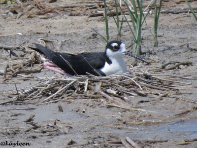 Black-necked stilt<br>on nest