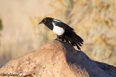 Jays, Magpies and Crows