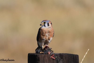 American kestrel